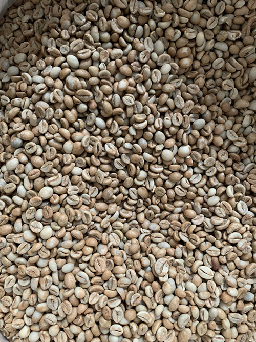 Robusta green coffee bean