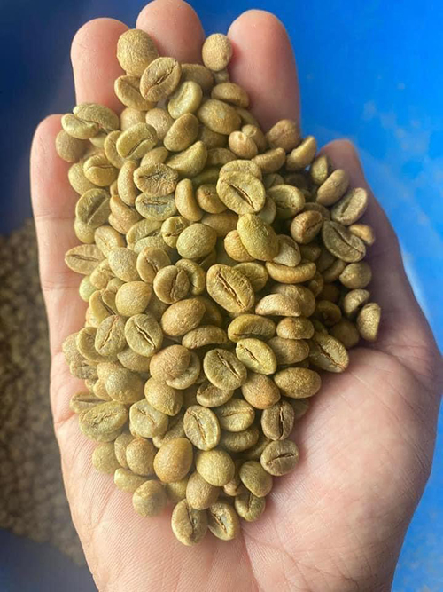 Robusta green coffee bean
