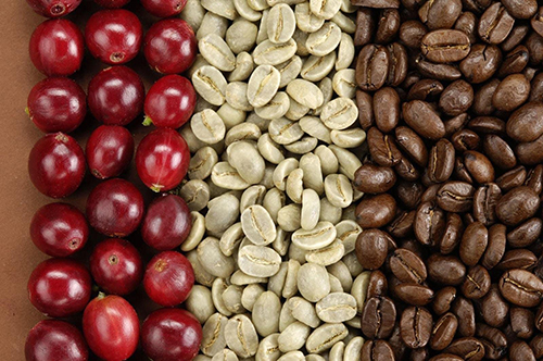 Robusta green coffee bean