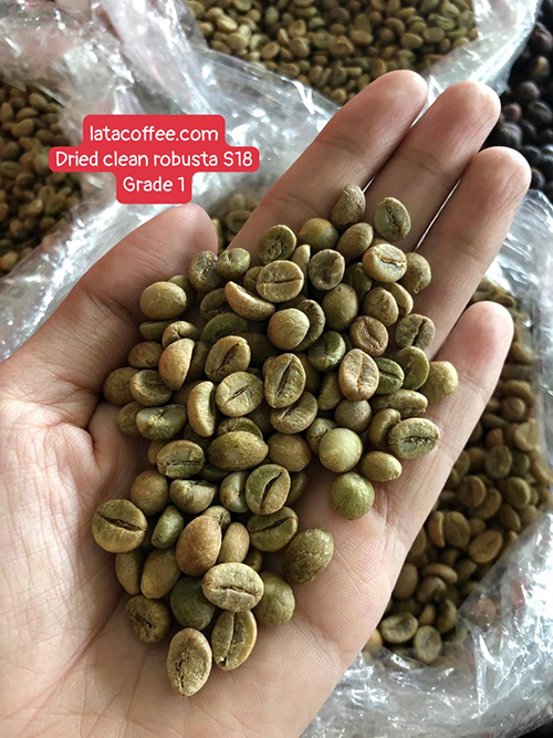 Robusta green coffee bean