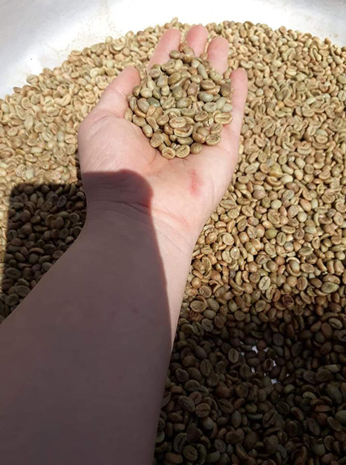 Robusta green coffee bean