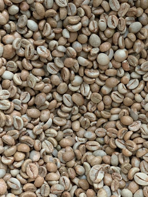 Robusta green coffee bean