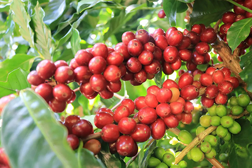Robusta green coffee bean