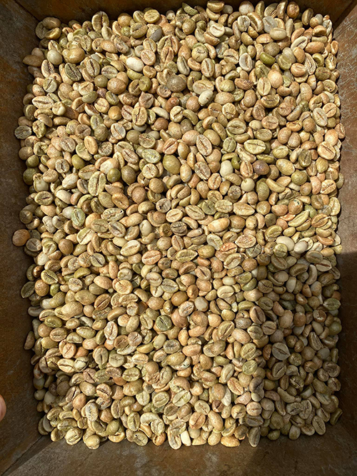 Robusta green coffee bean