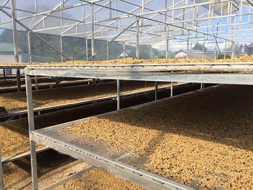 Robusta green coffee bean