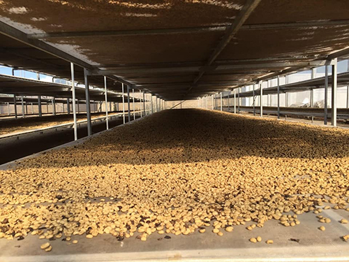 Robusta green coffee bean