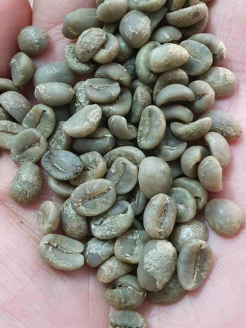Robusta green coffee bean