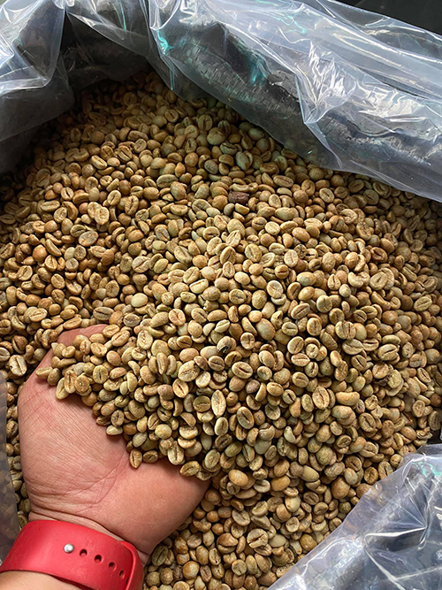 Robusta green coffee bean