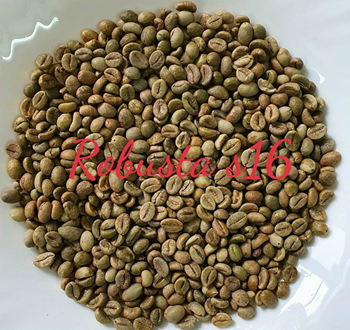 Robusta green coffee bean