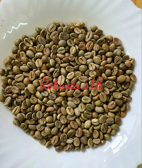 Robusta green coffee bean