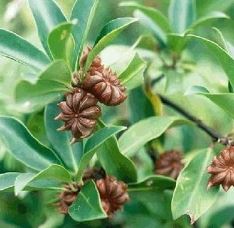 Star anise
