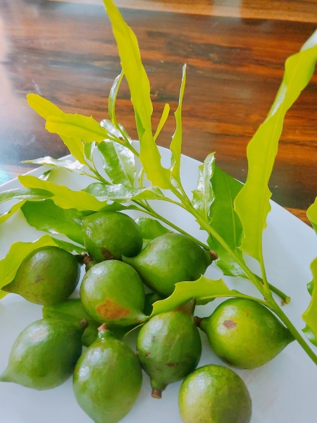 Macadamia nuts - HTX Viet Farm