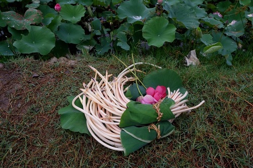 Lotus rootlet