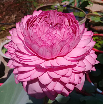 Lotus seedling