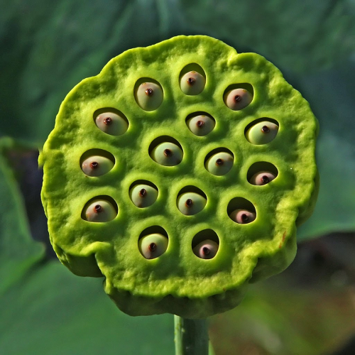 Lotus support