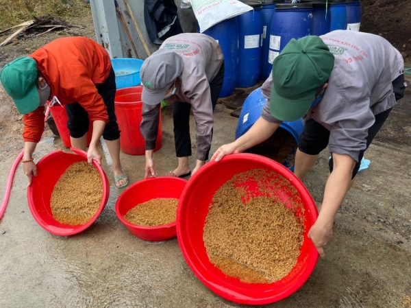 Organic rice production process
