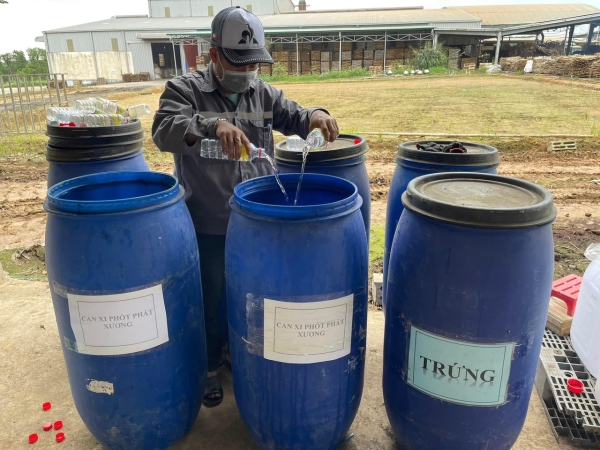 Organic rice production process
