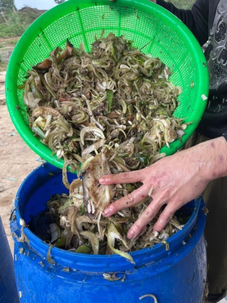 Organic rice production process