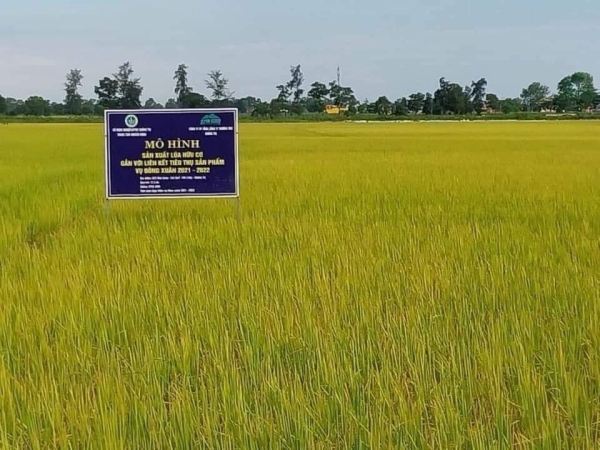 Organic rice production process