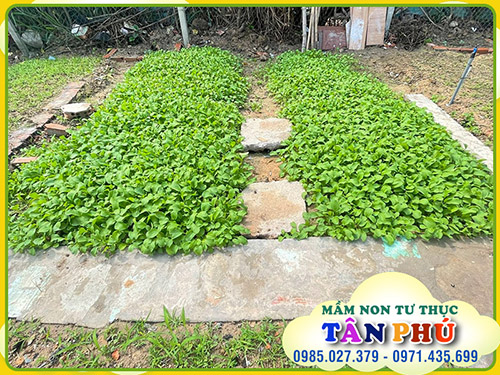 Garden for children