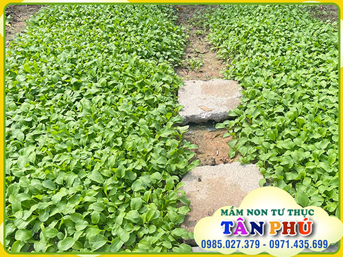 Garden for children
