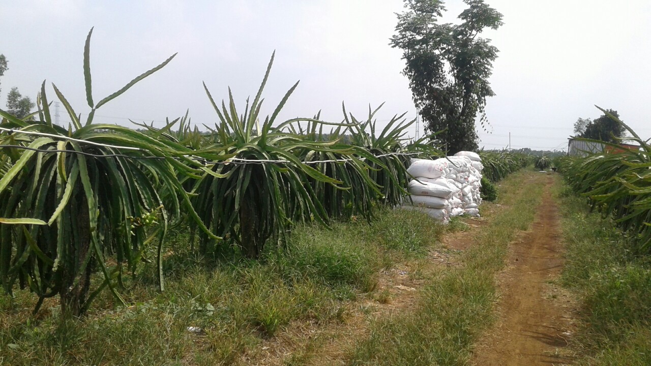 Result of using rice husk ash