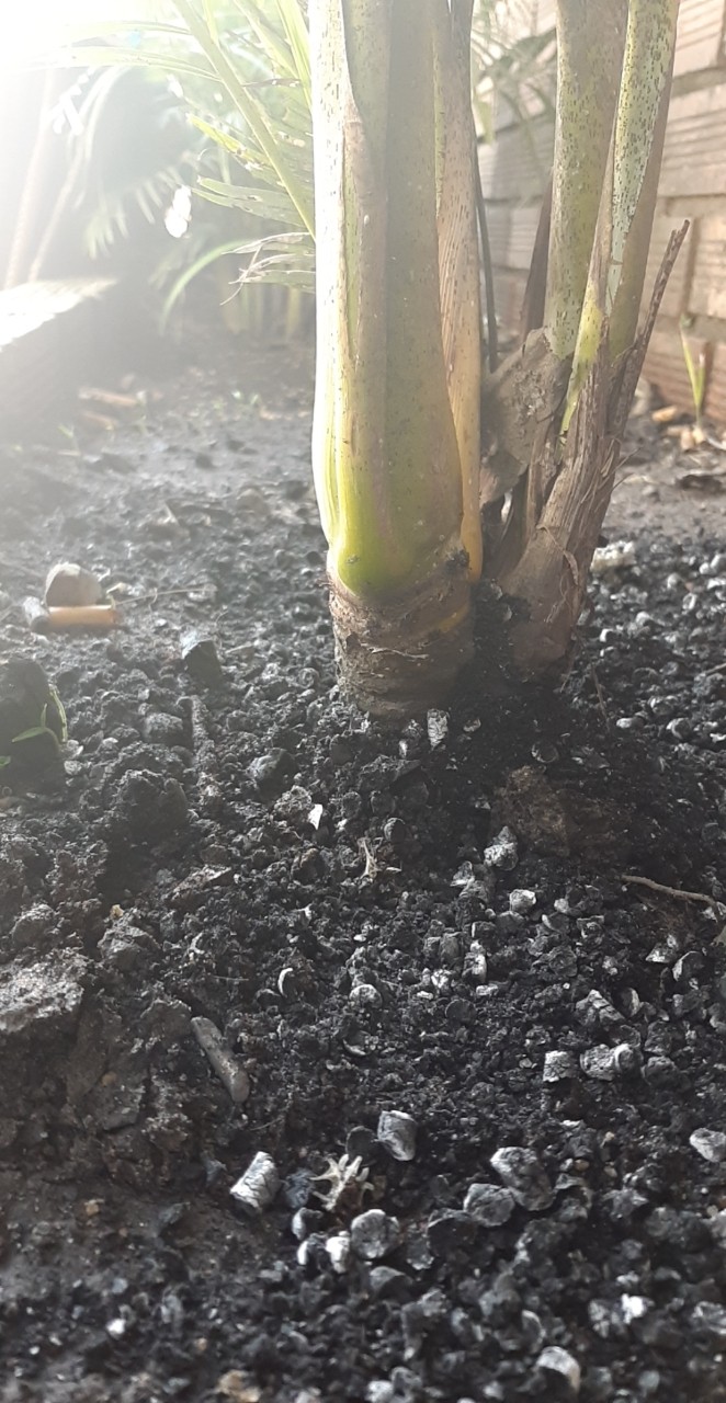 Rice ash husk for potting