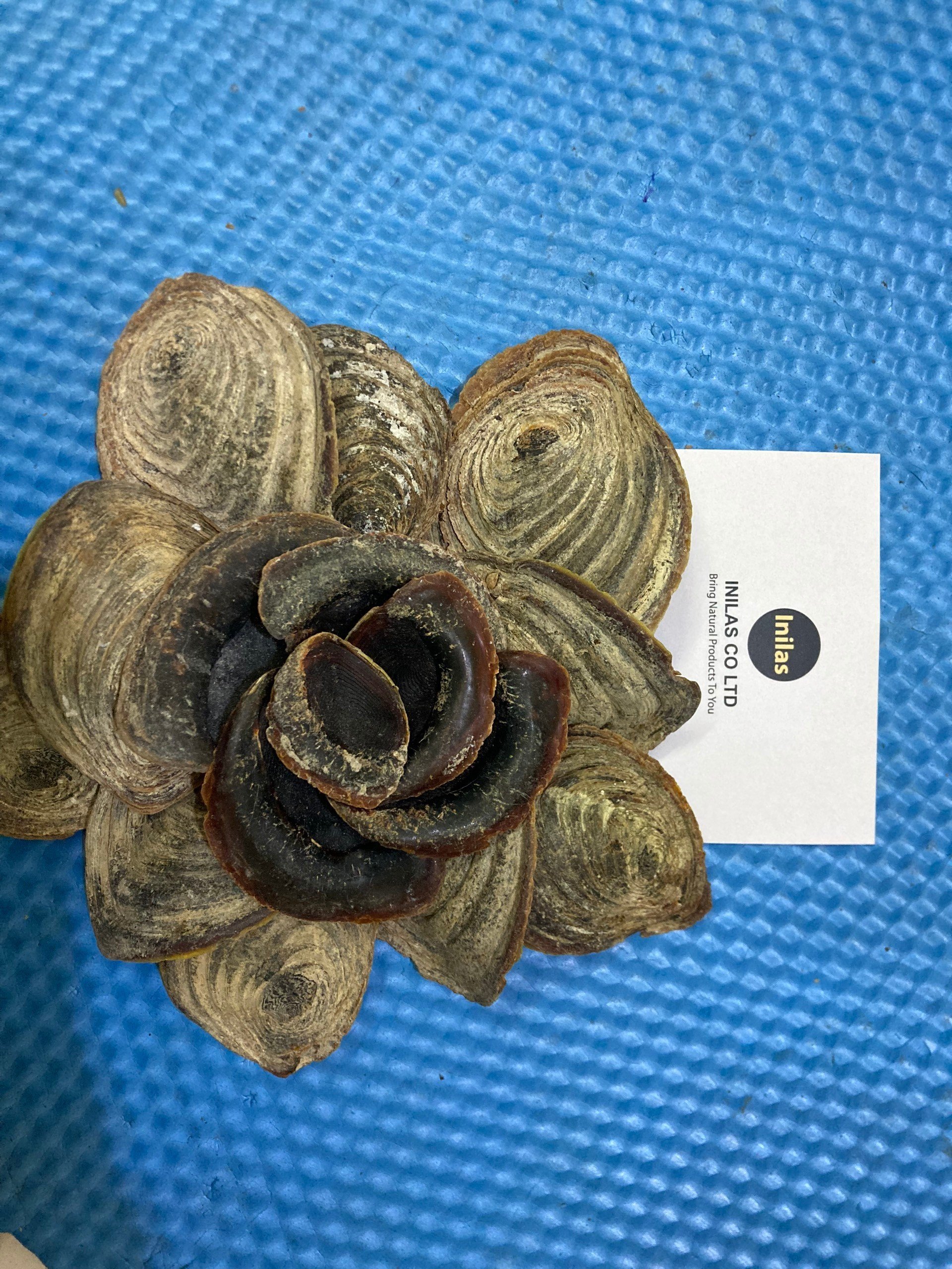 Operculum