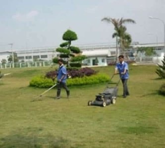 Grass cutting & tree pruning service