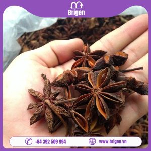 Anise