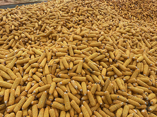 Corn