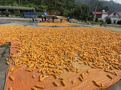 Corn