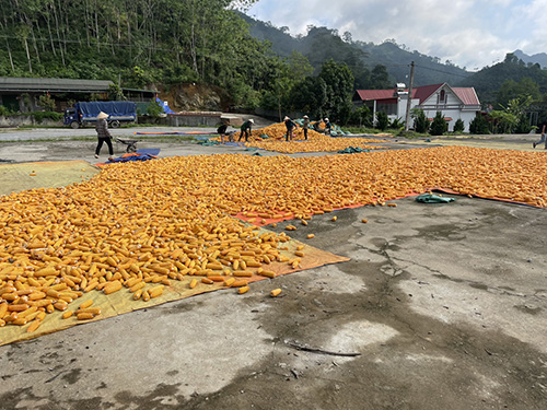 Corn