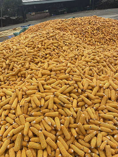 Corn