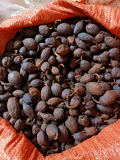 Cardamom