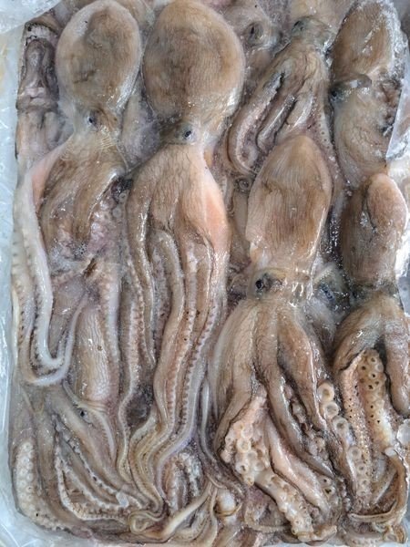 Double skin octopus