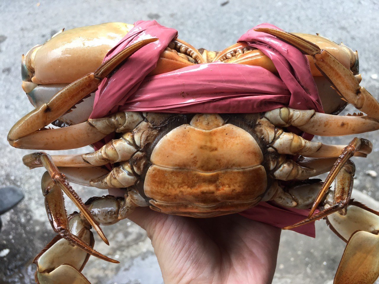 Meaty crab