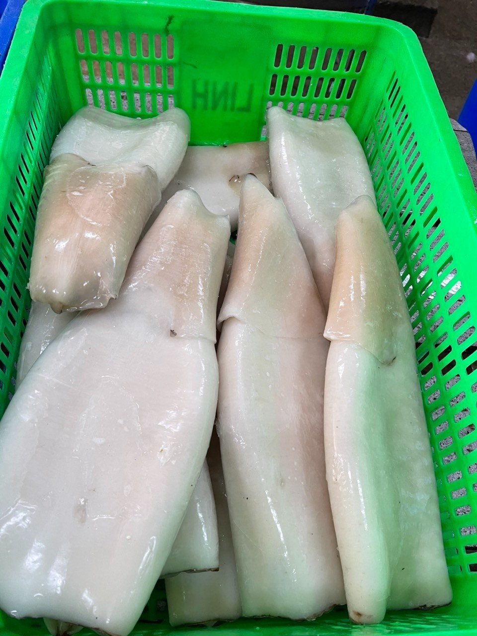 Ocean broad squid