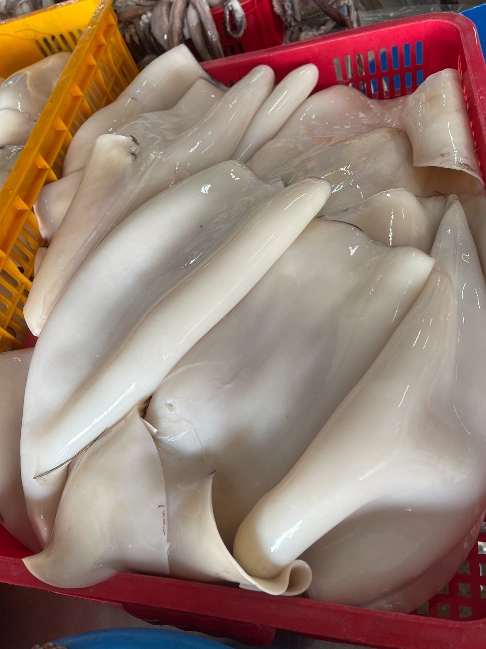 Ocean broad squid