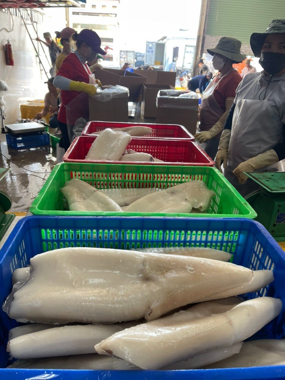 Ocean broad squid