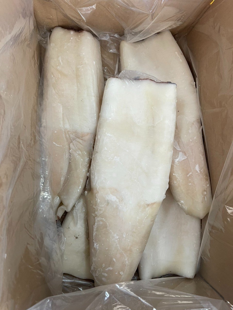Ocean broad squid