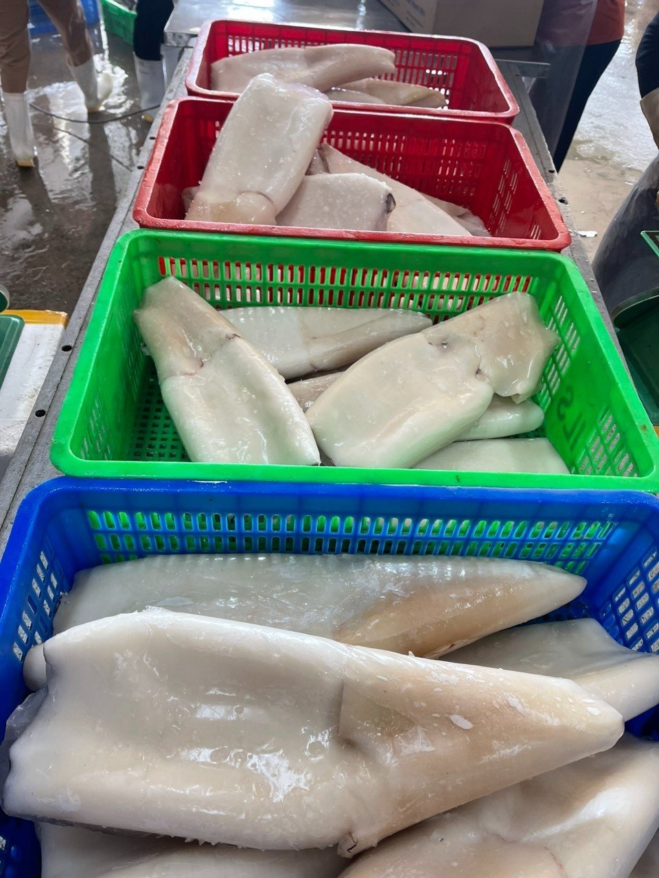 Ocean broad squid