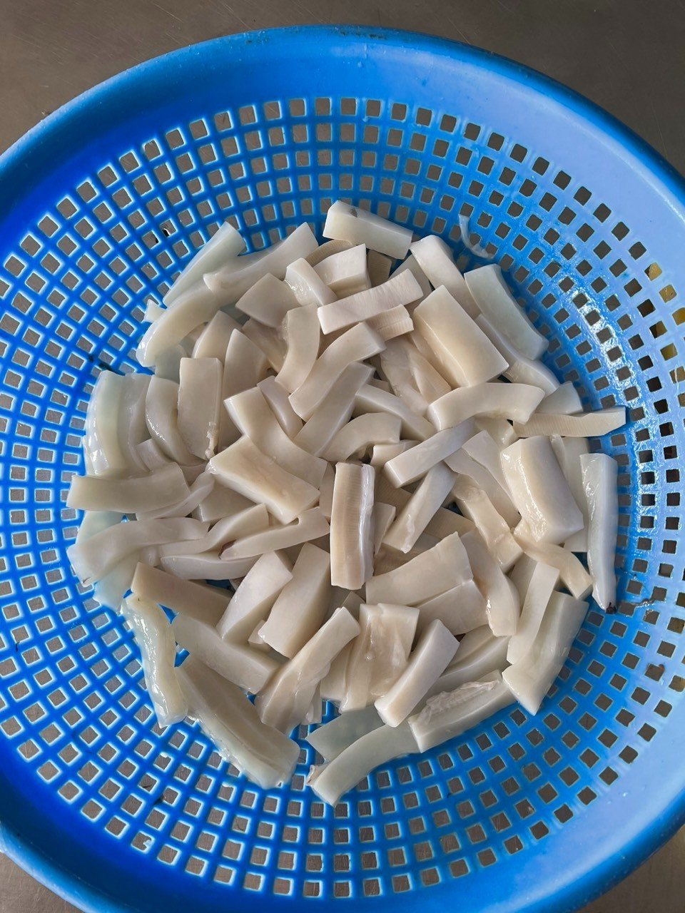 Ocean broad squid