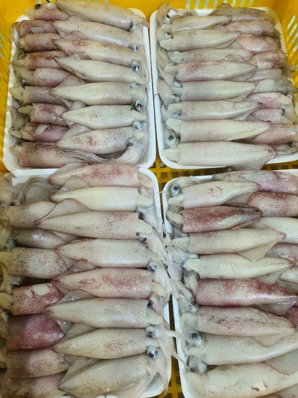 Egg squid