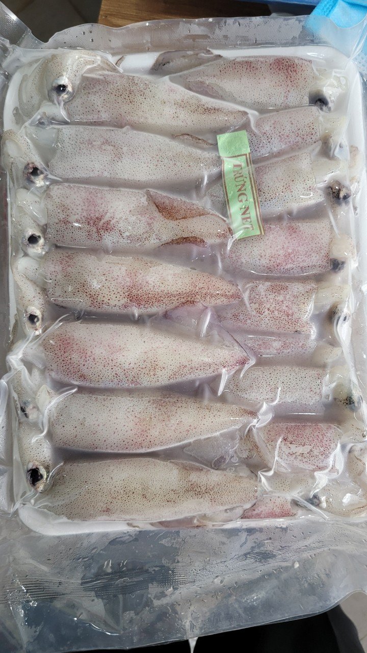 Egg squid