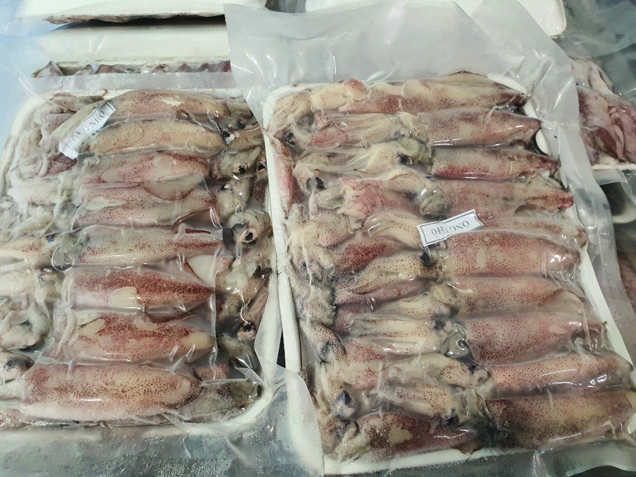Egg squid