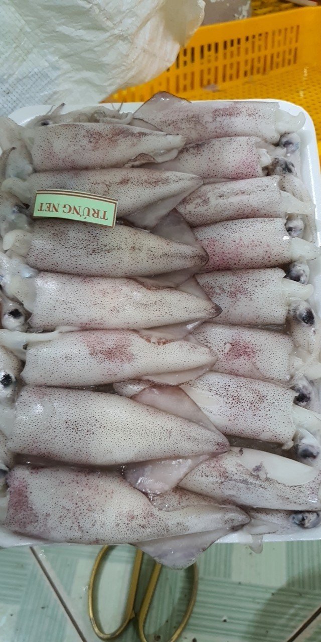 Egg squid