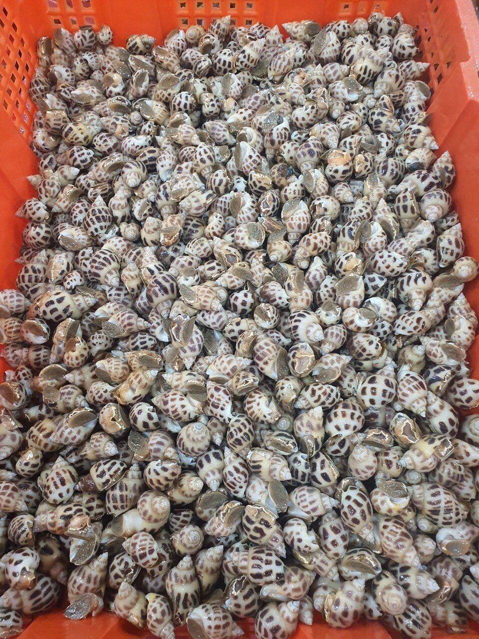 Spotted babylon snails