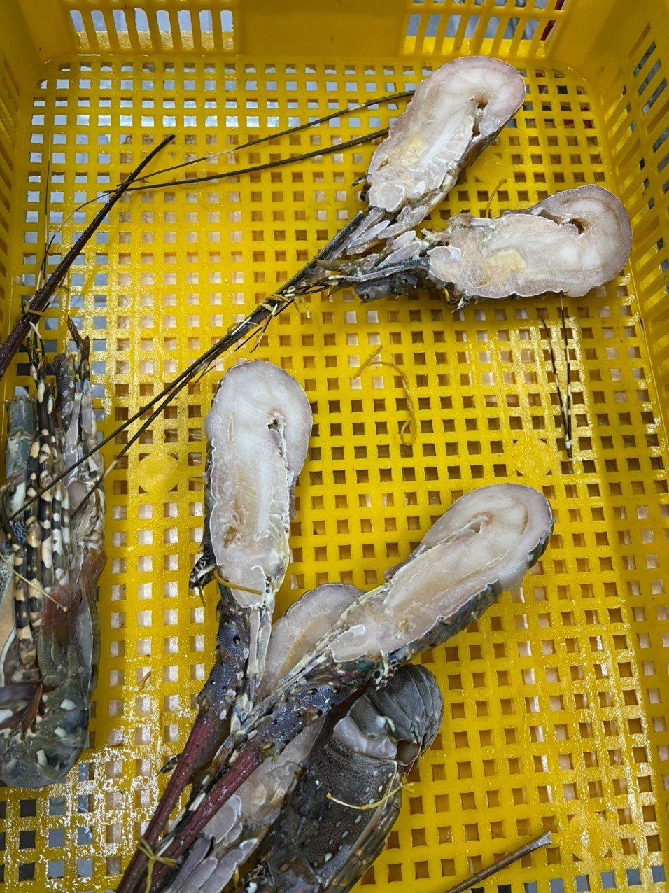 Frozen lobster