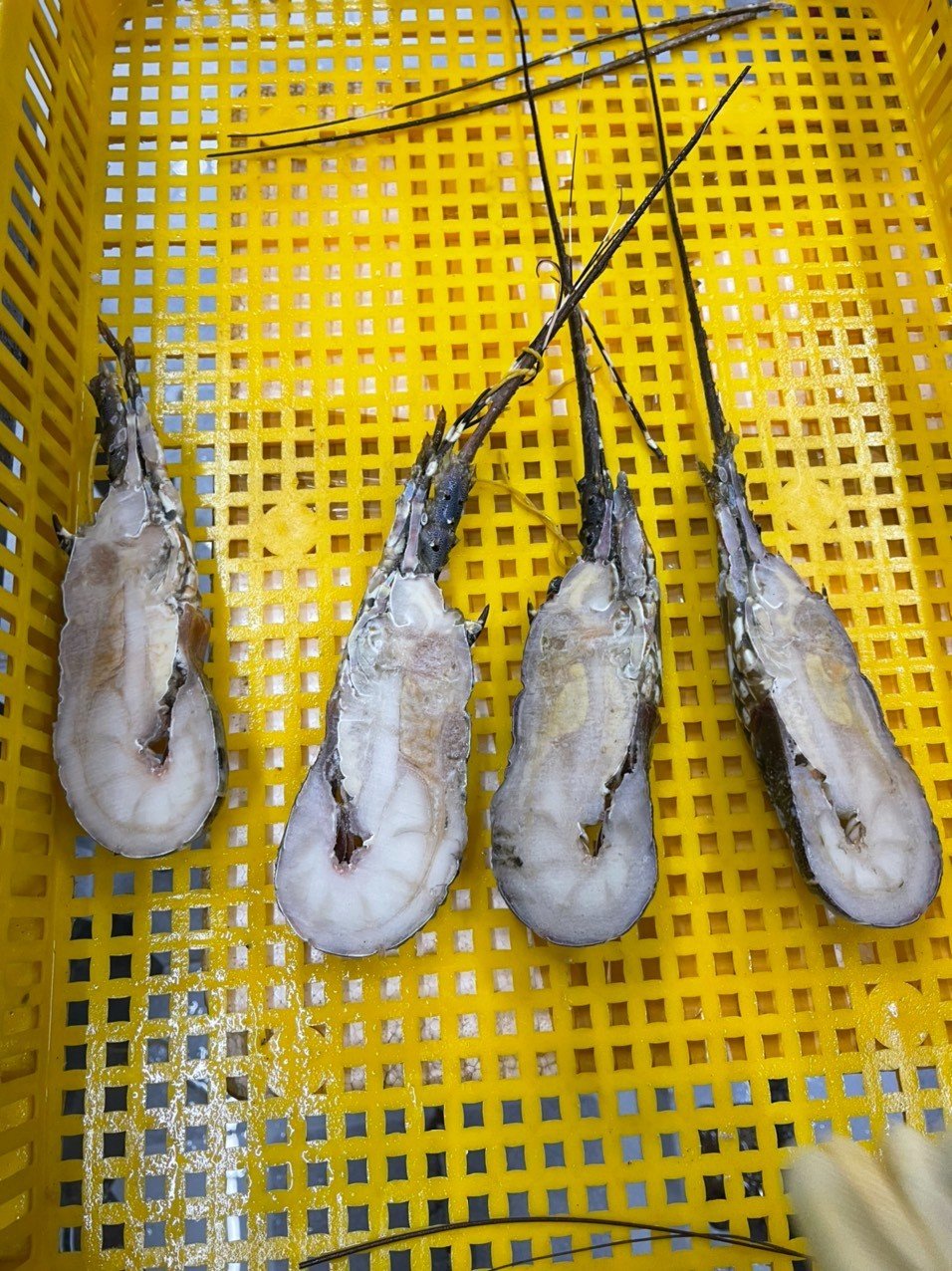 Frozen lobster
